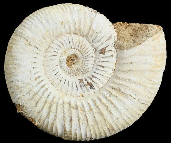 Perisphinctes Ammonite - Jurassic #68199